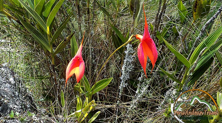 Orquídeas de Machu picchu