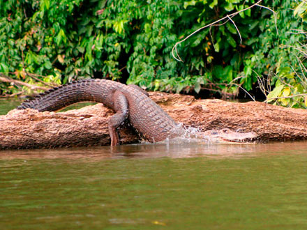 Parque Nacional del Manu