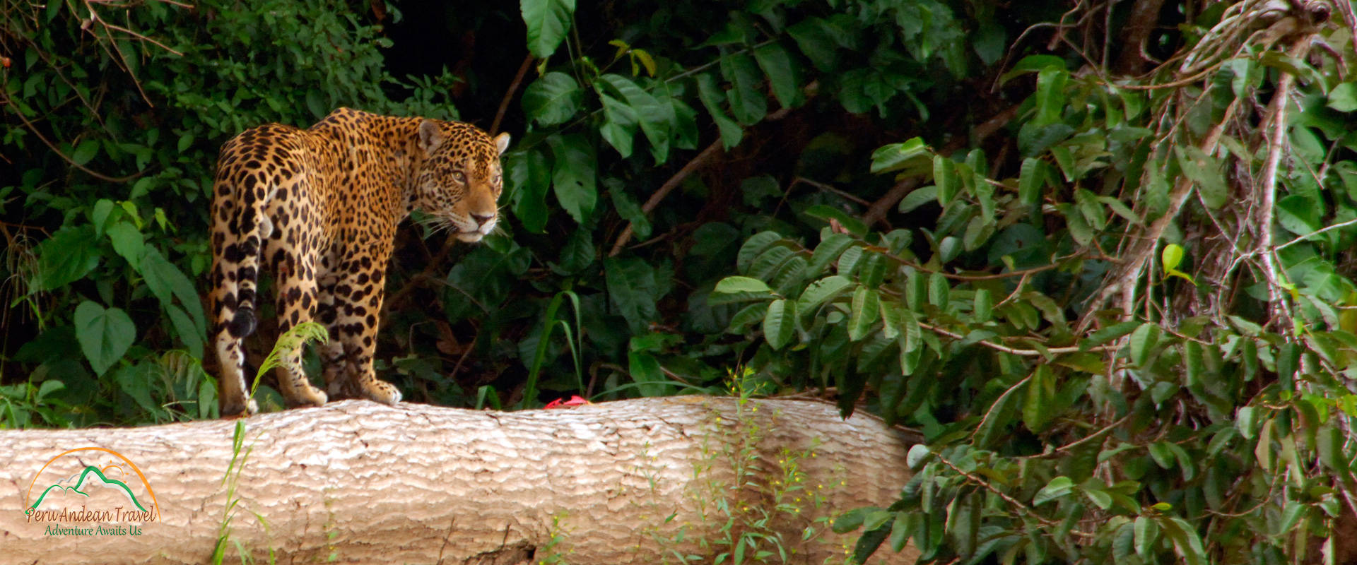 Manu Jungle Expeditions