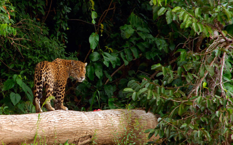 Manu Jungle Expeditions