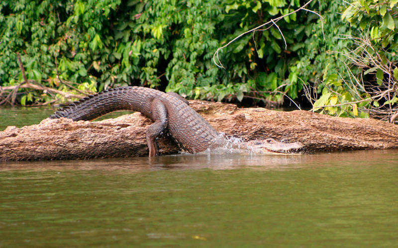 Parque Nacional del Manu