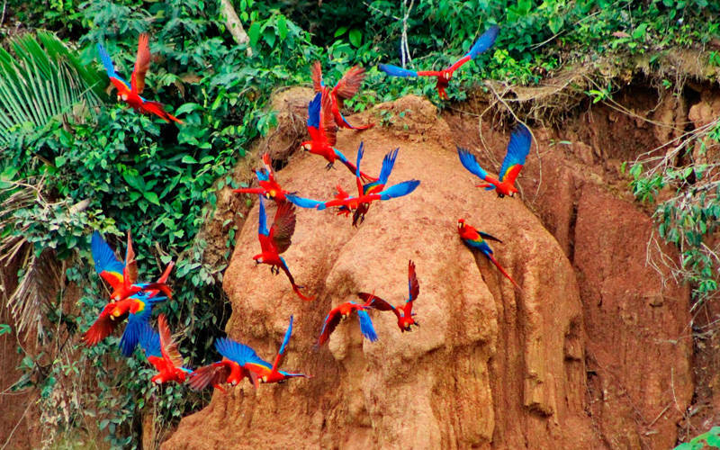 Tambopata National Reserve